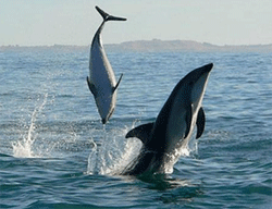 Mirissa whale watching